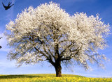 decoriamo la primavera