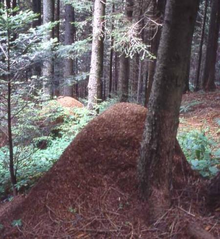 Le reserva natural de Giovetto: nido del formica del foresta (rubie)